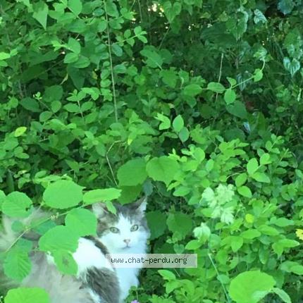 Photo 1/1 Grany Chat perdu à Bizanos