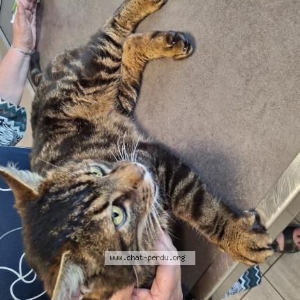 Photo de chat trouvé à Bressuire