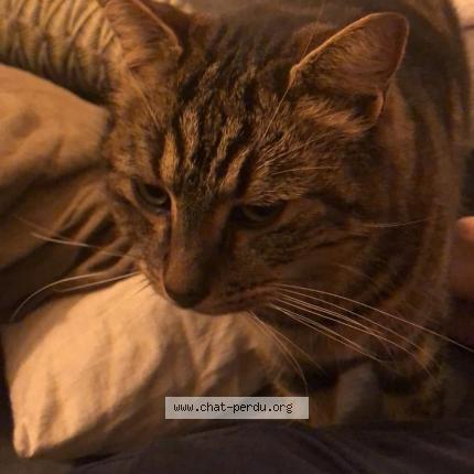 Photo 1/1 Popy Chat perdu à Rognonas