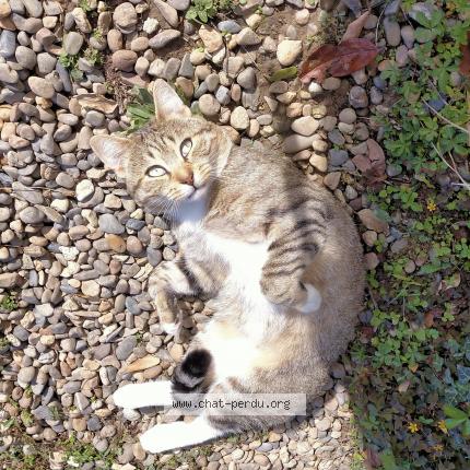 Photo 1/1 Mimi Chat perdu à Bascons