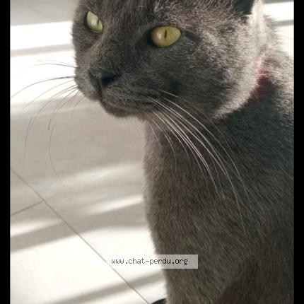 Photo de chat perdu à Prunelli Di Fiumorbo