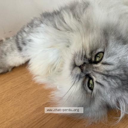 Photo 1/1 Hermès Chat perdu à Toulouse