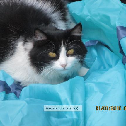 Photo de chat perdu à Sallanches
