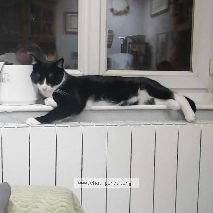 Photo 1/1 Schnappi Chat perdu à Deux grosnes