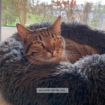 Photo 1/1 Samy Chat perdu à Poisat