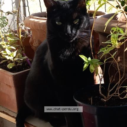 Photo de chat perdu à Toulouse