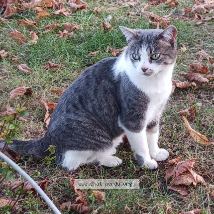 Photo 1/1 Mimine Chat perdu à Vandre