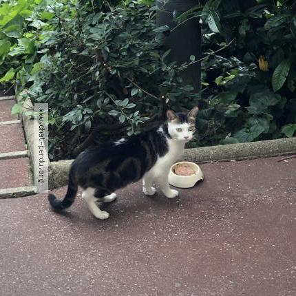 Photo 1/1 Chat retrouvé Perdu à Pantin