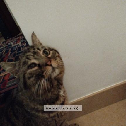 Photo de chat perdu à Cagnes Sur Mer