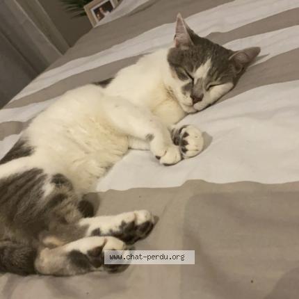 Photo de chat perdu à Chamouillac