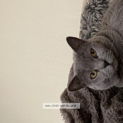 Photo de chat perdu à Billere