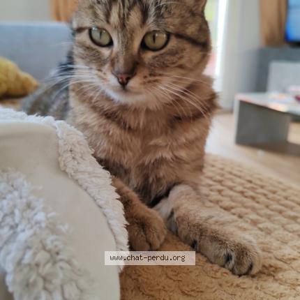 Photo 1/1 Zelda Chat perdu à Fillinges