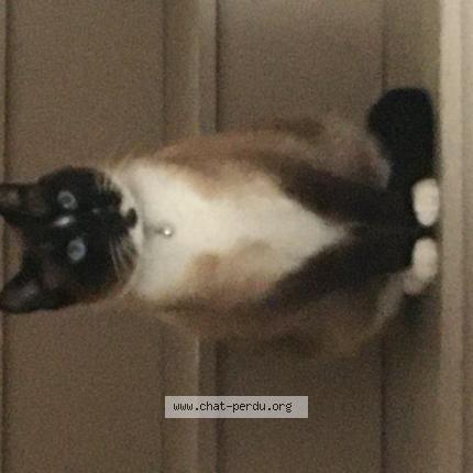 Photo 1/1 Lucky Chat perdu à Felines