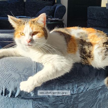 Photo de chat perdu à Meschers Sur Gironde