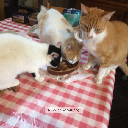 Photo 1/1 Sam Chat perdu à Scrignac