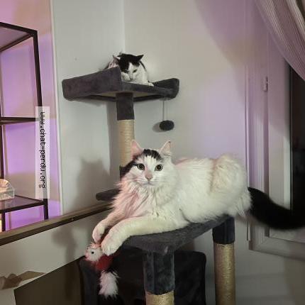 Photo 1/2 Shangai Chat perdu à Dissay