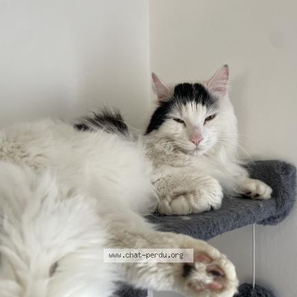 Photo 2/2 Shangai Chat perdu à Dissay