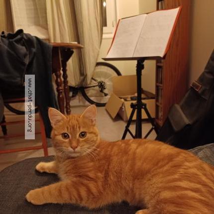 Photo 2/2 Chat retrouvé Perdu à Paris