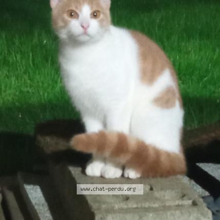Photo 1/1 Chat retrouvé Perdu à Rennes