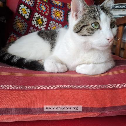 Photo 1/1 Chat retrouvé Perdu à Dijon