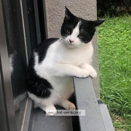 Photo de chat perdu à Lyon