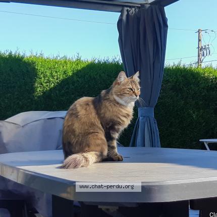Photo de chat perdu à Nassandres Sur Risle