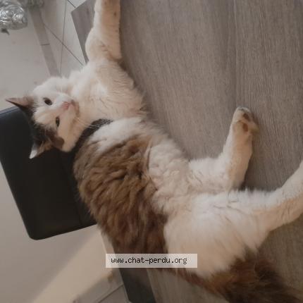 Photo 1/1 Guizmo Chat perdu à Haucourt