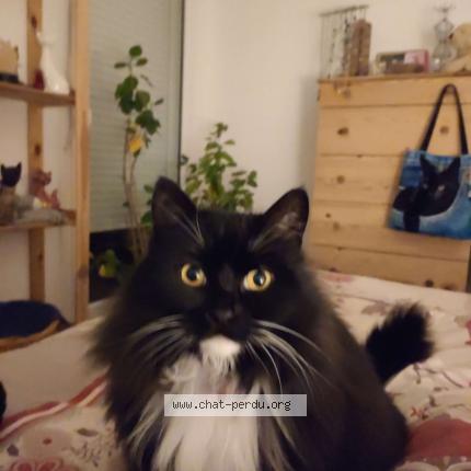 Photo 1/1 Jalna Chat perdu à Saint galmier