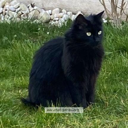 Photo 1/1 Noisette Chat perdu à Chelles