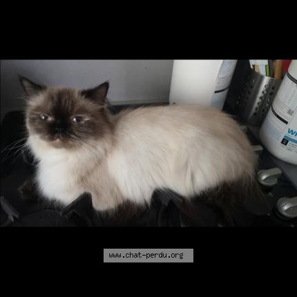 Photo de chat perdu à Agny