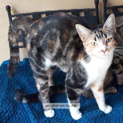 Photo 1/1 Tya Chat perdu à Aubertin