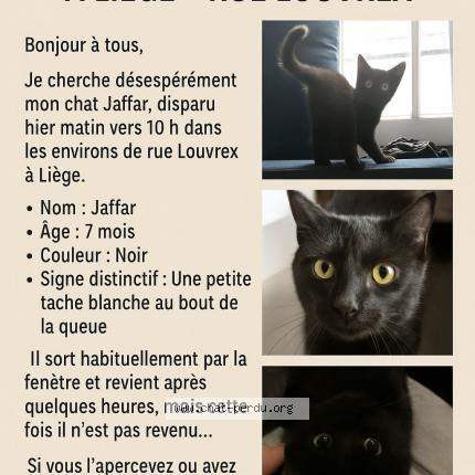 854330 jaffar chat perdu à LIEGE - Chat Perdu Belgique