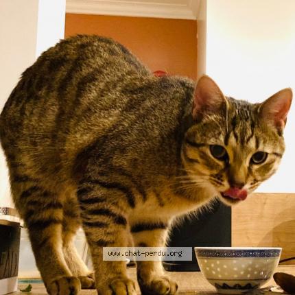 Photo 1/1 Bobby Chat perdu à Eckbolsheim