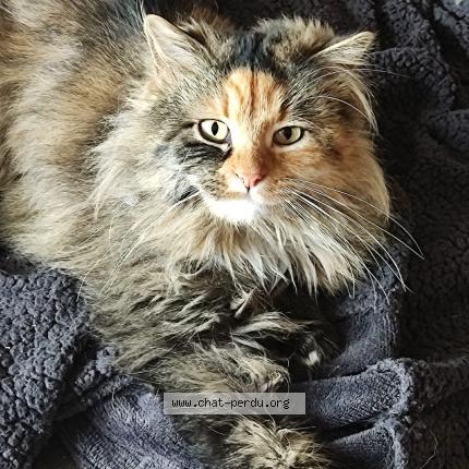 Photo de chat perdu à Annoeullin