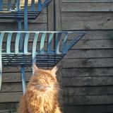 Photo de chat perdu à Berlaimont