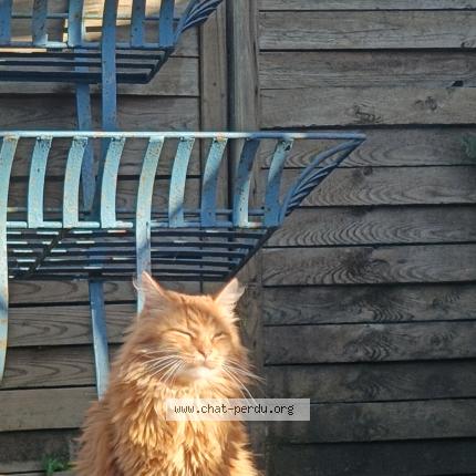 Photo 1/1 Mozart Chat perdu à Berlaimont