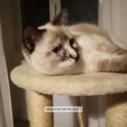 Photo 1/1 NOA Chat perdu à Chateauneuf sur cher