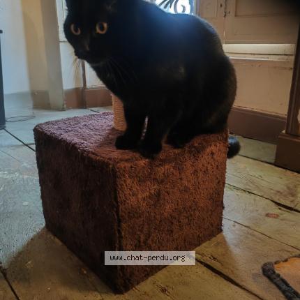 Photo 1/1 Hulk Chat perdu à Chezeneuve