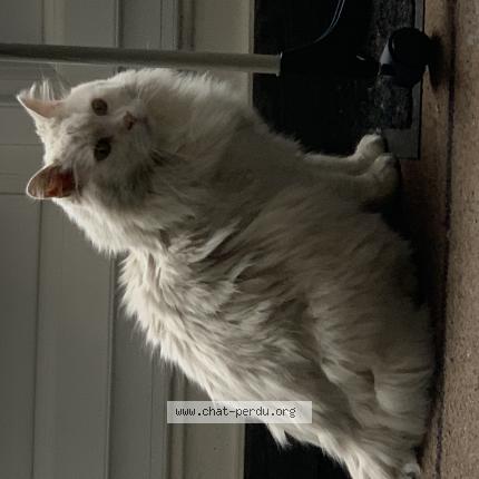 Photo de chat perdu à Cergy