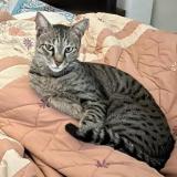 Photo de chat perdu à Noida