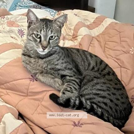 Photo 1/1 Dollar Chat perdu à Noida