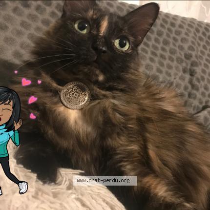 Photo 1/1 Caramel Chat perdu à Vaulx en velin