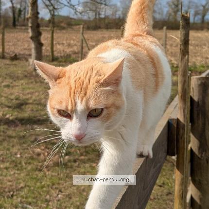 Photo 1/1 Uma Chat perdu à Saint jouan des guerets