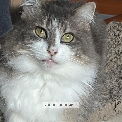 Photo de chat perdu à Sucy En Brie