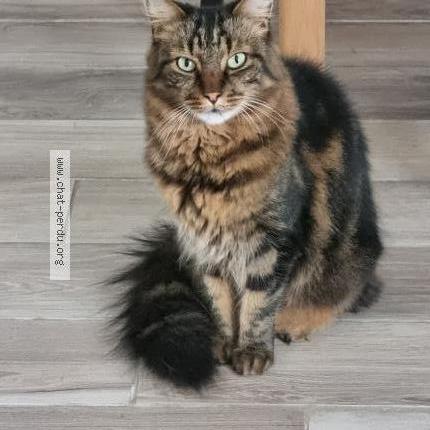 Photo de chat perdu à Moissy Cramayel