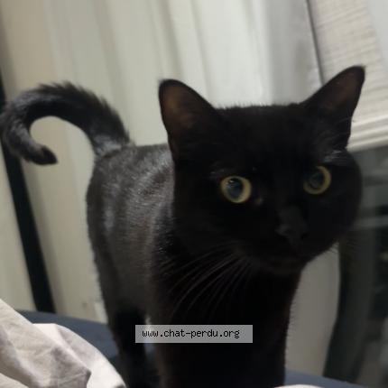 Photo 1/1 Chat retrouvé Perdu à Merignac