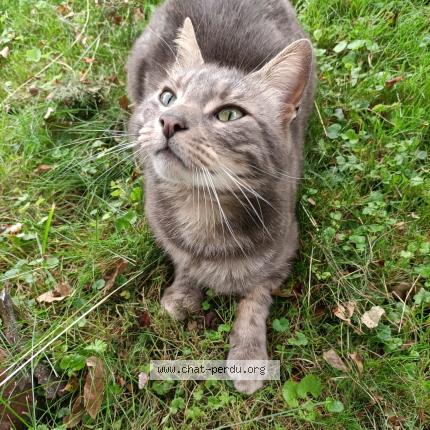 Photo de chat perdu à Verson