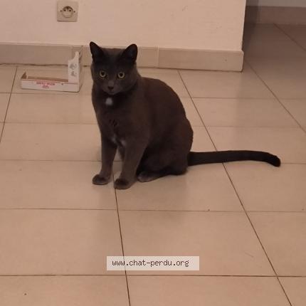 Photo 1/1 Chat retrouvé Perdu à Cannes La Bocca
