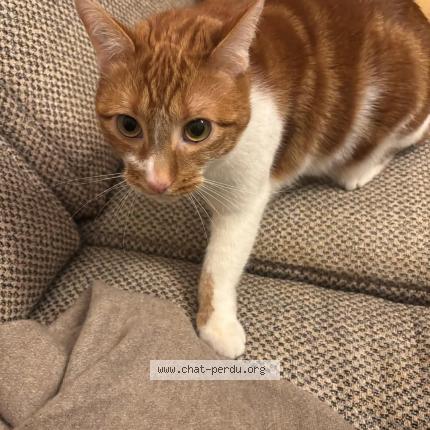 Photo 1/1 Toulouse Chat perdu à Sangue