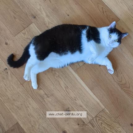 Photo de chat perdu à Nantes